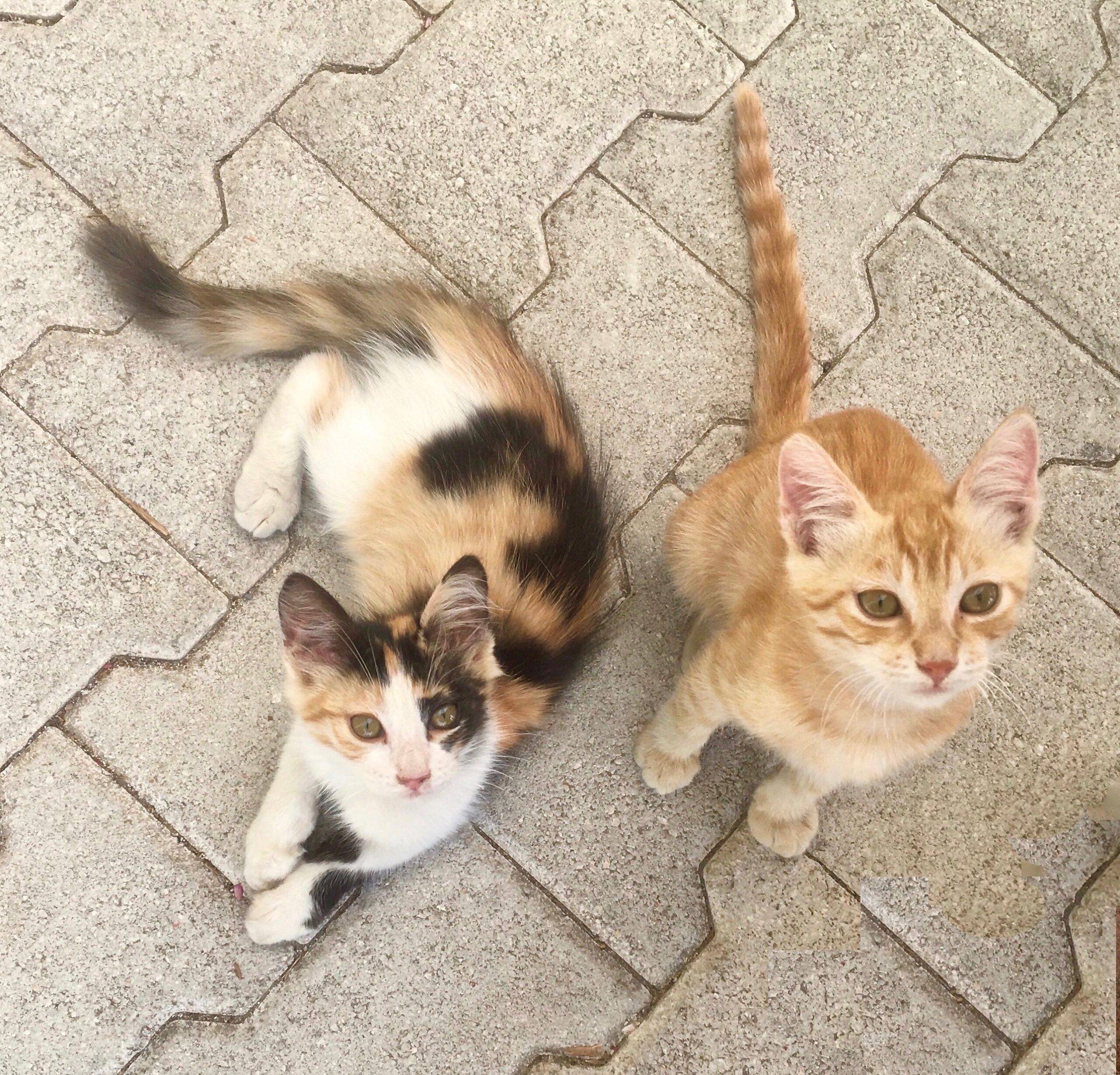 Kittens on Corfu